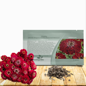 Zinnia Seeds - Zinnia Elegans Meteor Flower Seed