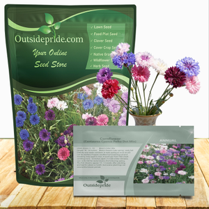 Centaurea Cornflower Cornflower Polka Dot Drought Tolerant Garden Flower Plant Seeds