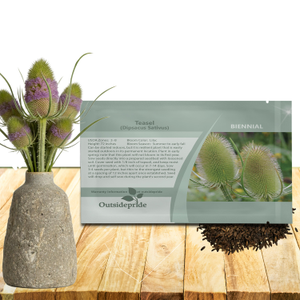 Drought Tolerant Dipsacus Sativus Fuller's Teasel Garden Flower Plant Seed