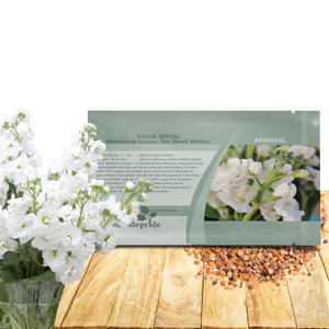 Stock Seeds - Matthiola Incana White Flower Seed