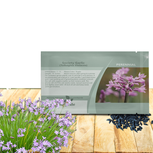 Society Garlic Seeds - Tulbaghia Violacea Silver Lace Flower Seed