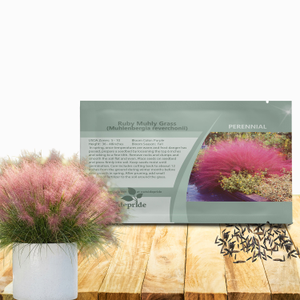 Drought Tolerant Muhlenbergia Ruby Muhly Ornamental Grass Plant Seeds
