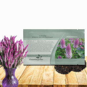 Wheat Celosia Seeds - Celosia Spicata Flamingo Feather Flower Seed