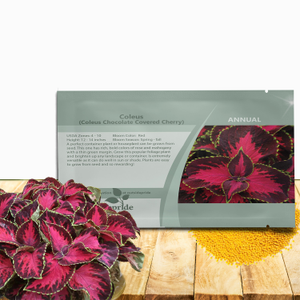 Chocolate Covered Cherry Coleus Seeds - Coleus For Sun or Shade