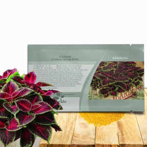 Red Coleus Foliage Plant Seed - Coleus Red Kong Flower Seed