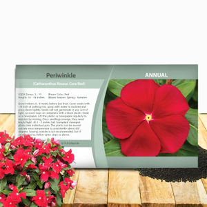 Drought Tolerant Upright Red Vinca Flower Seeds For Containers