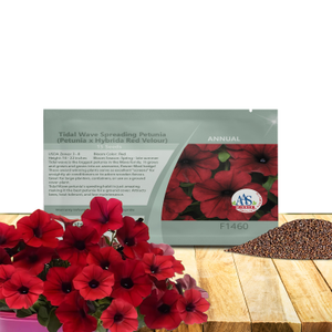 Tidal Wave Spreading Petunia Red Velour Flower Seeds - AAS Winner