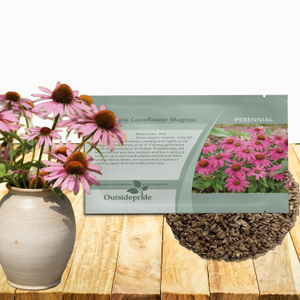 Purple Coneflower Echinacea Purpurea Magnus Garden Flower With Drought Tolerance