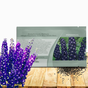 Delphinium Elatum Magic Fountains Dark Blue White Bee