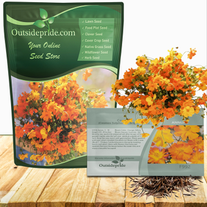 Drought Tolerant Cosmos Sulphureus Bright Lights Garden Flower Plant Seeds