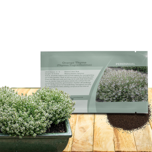 Herb Thymus fragrantissimus Orange Culinary Thyme For Cooking