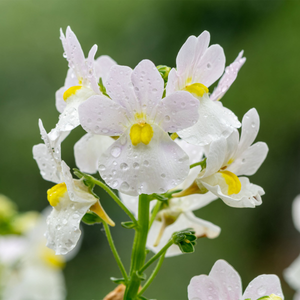 Nemesia Wisley Vanilla - 2L Pot