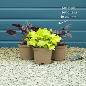 Heuchera 'Plum Pudding'
