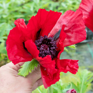 Papaver orientalis 'Beauty Livermere'