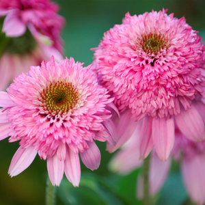 Echinacea purpurea 'Pink Double Delight' - 9cm Pot