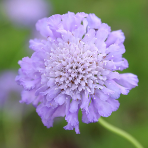 Scabiosa Butterfly Blue
