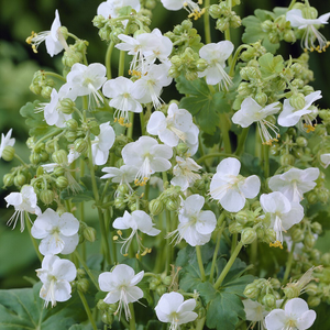 Geranium macrorrhizum White-Ness