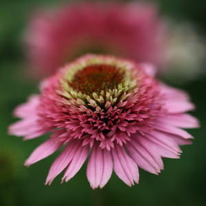 Echinacea Butterfly Kisses (PBR) (Cone-fections Series)