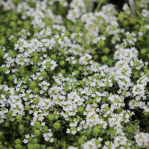 Thymus serpyllum Snowdrift