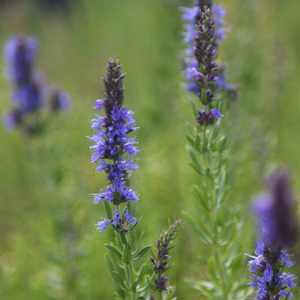 Hyssopus officinalis 