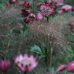 Foeniculum vulgare Giant Bronze
