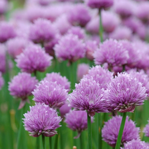 Allium schoenoprasum 