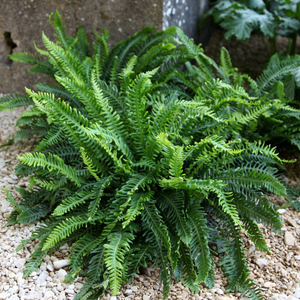 Blechnum spicant 