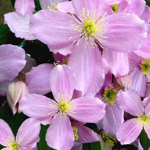 Clematis montana var. rubens Tetrarose