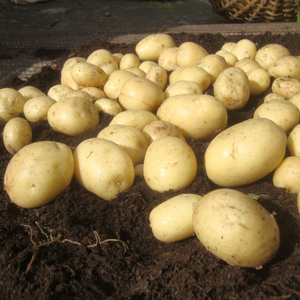 potato Casablanca (PBR)