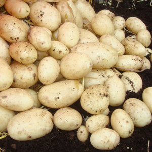 potato Maris Piper
