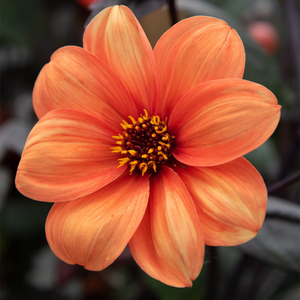 Dahlia Bishop of Oxford
