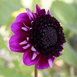 Dahlia Missis Amy