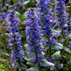Ajuga reptans Catlin's Giant