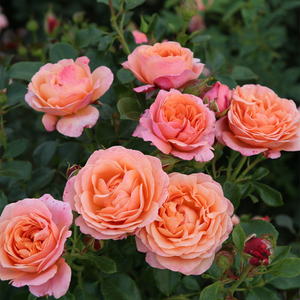 Rosa Coral Gardens® ('Korzwanlio') (PBR)