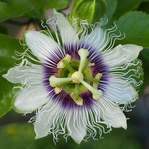 Passiflora edulis 