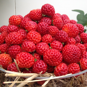 Fragaria × ananassa framberry Red Dream