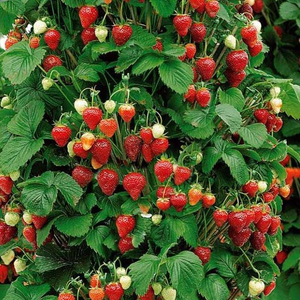 strawberry Mount Everest