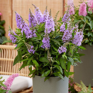 Buddleja Little Lila (’BotEx 004’) (PBR) (Butterfly Candy Series)