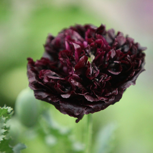 Papaver somniferum (Paeoniiflorum Group) Black Paeony