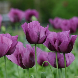 Papaver somniferum Hungarian Blue