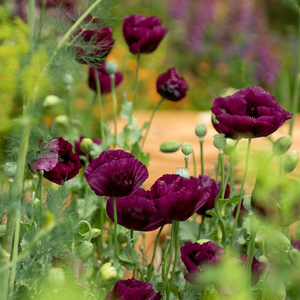 Papaver somniferum Lauren's Grape