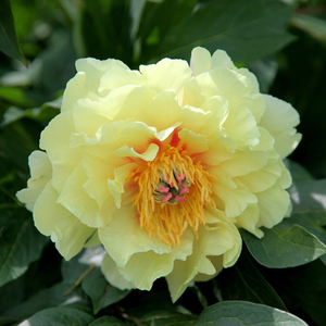Paeonia Bartzella