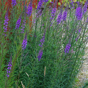 Linaria purpurea 