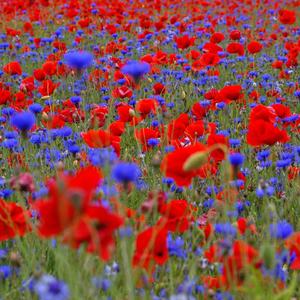 Poppy field collection of annuals
