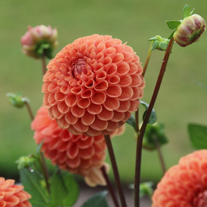 Dahlia Cornel Brons