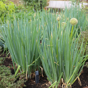 Allium fistulosum 