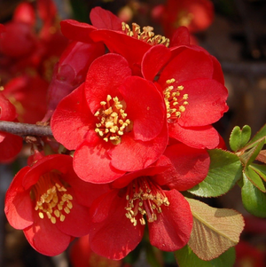 Chaenomeles × superba Crimson and Gold