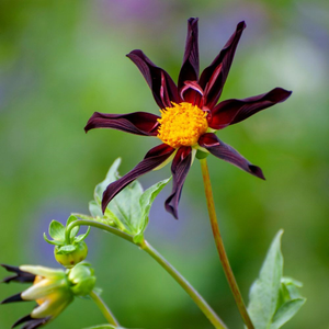 Dahlia Verrones Obsidian