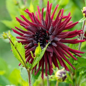Dahlia Black Narcissus