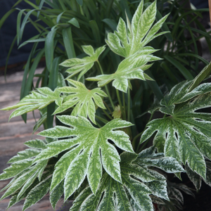 Fatsia japonica Tsumugi-shibori